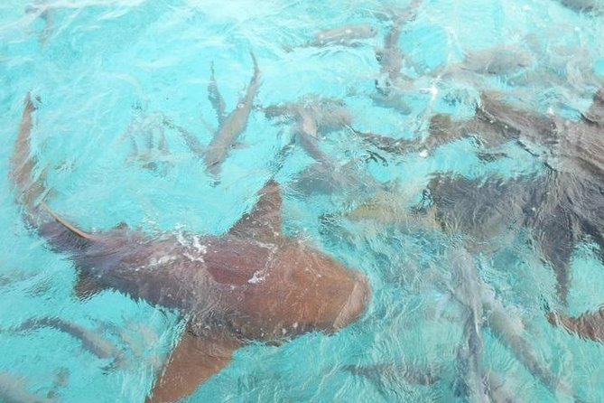 Hol Chan Marine Reserve Snorkel and Caye Caulker Tour 40 Sirena Azul Sailboat - Accessibility Information