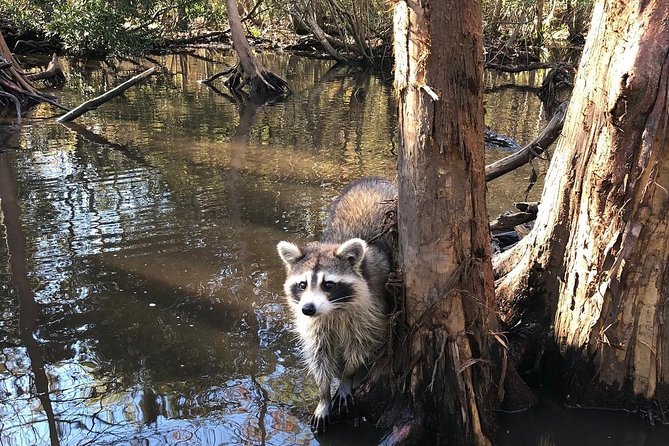 Honey Island Swamp Boat Tour With Transportation From New Orleans - Boat Tour Logistics