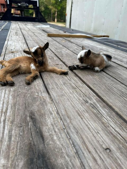 Houston: Adorable Mini Goats Experience E - Whats Included