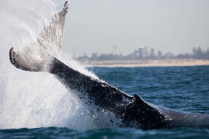 Humpback Whale Encounter Tour From Newcastle - Safety and Accessibility Information