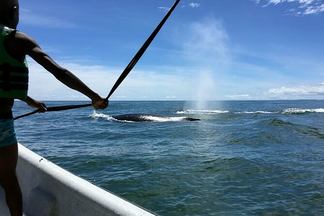 Humpback Whale Watching in Bahia Málaga, Colombia - Recommendations for Travelers