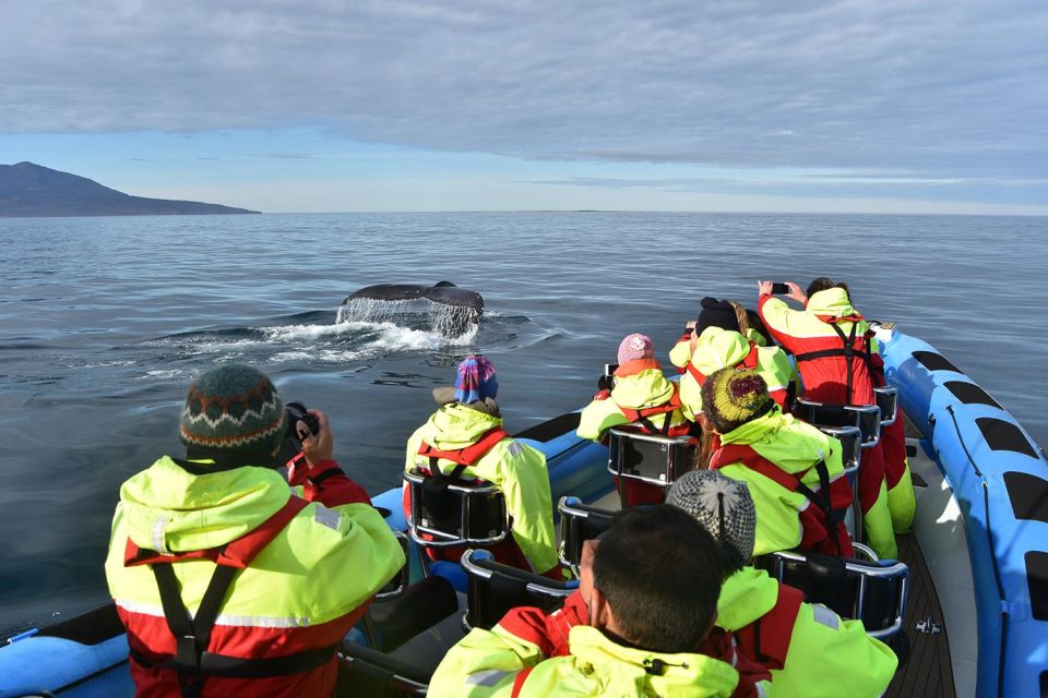 Húsavík: Big Whale Safari & Puffin Island Tour - Inclusions and Exclusions