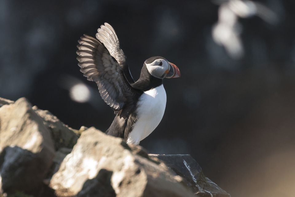 Húsavík: Whale-Watching Cruise and Puffins Guided Tour - Inclusions and Amenities