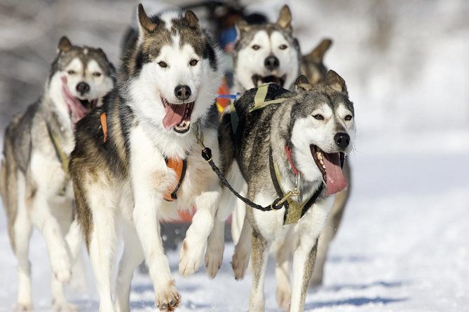 Husky Dog Sledding Tour From Riga - Booking and Pricing Information