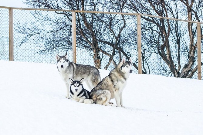 Husky Petting in Akureyri (private) - Guest Feedback and Reviews