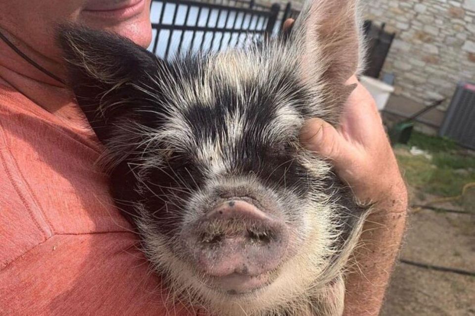 Hutto: Kunekune Pig Farm Tour - Adorable Kunekune Pigs