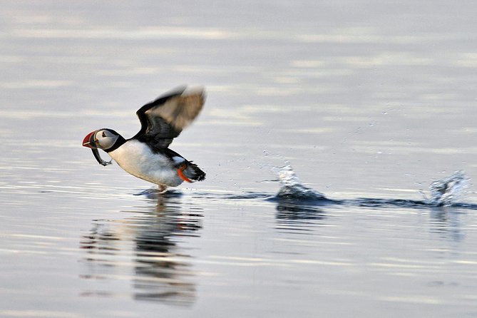 Iceland Super Saver: Puffin Cruise Plus Whale-Watching Tour From Reykjavik - Highlights of the Puffin Cruise