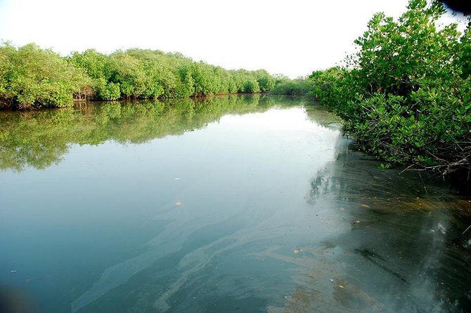 Into the Mangroves: Calicut Mangrove Trail by Tyndis - Guest Reviews and Ratings