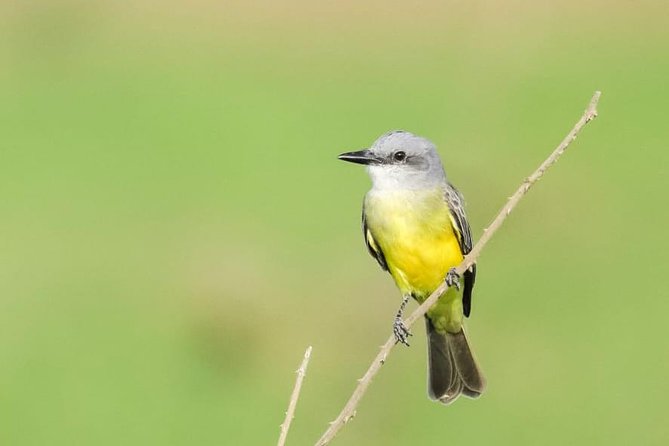 Jaco Birdwatching and Photography With Sergio - Wildlife Photography Opportunities