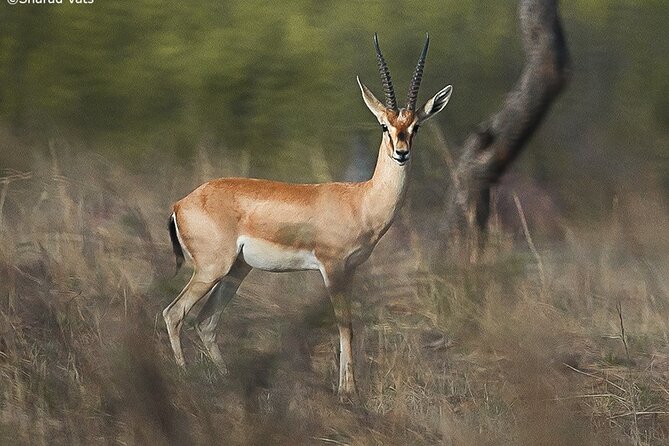 Jaipur to Ranthambore National Park Day Tour - All Inclusive - What to Expect