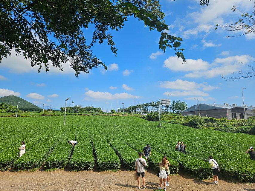 Jeju Island: Highlights Tour With Attraction Tickets & Lunch - Hallim Park Exploration