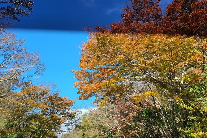Jeju Island Private Tour - UNESCO Day Tour & Haenyeo Performance - Booking and Cancellation