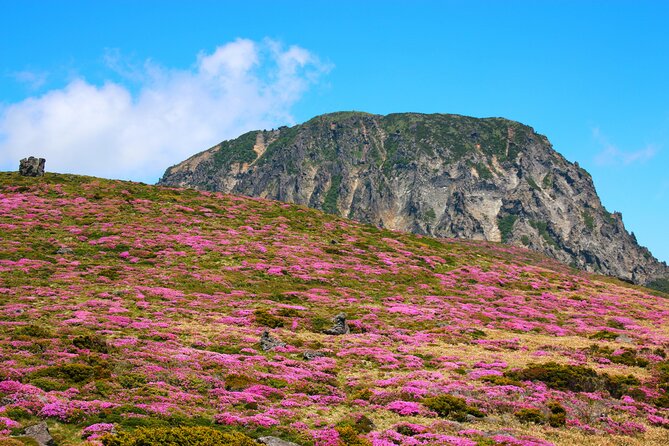 Jeju Island South UNESCO Group Tour - Booking Information