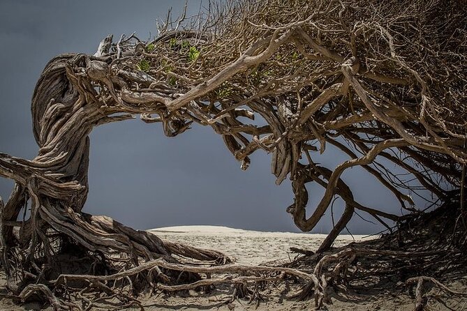 Jericoacoara Tour in 1 Day - Traveler Reviews and Ratings
