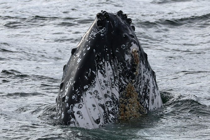 Jervis Bay Whale Watching Tour - Wildlife Sightings