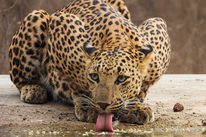 Jhalana Panther Safari Park Private Tour in Jaipur - Additional Information