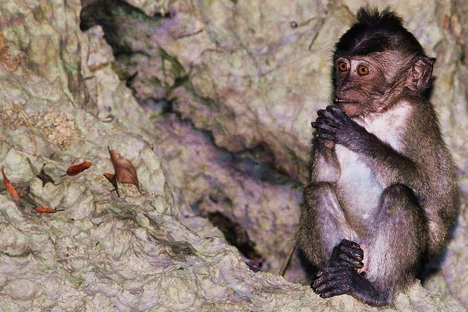 John Grays Sea Canoe Hong by Starlight Tour - Wildlife Encounters