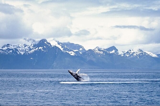 Juneau Wildlife Whale Watching - Meeting Point Details