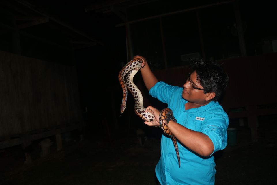 Jungle Night Walk/ Nocturnal Wildlife and Jungle Sounds - Unique Wildlife Encounters