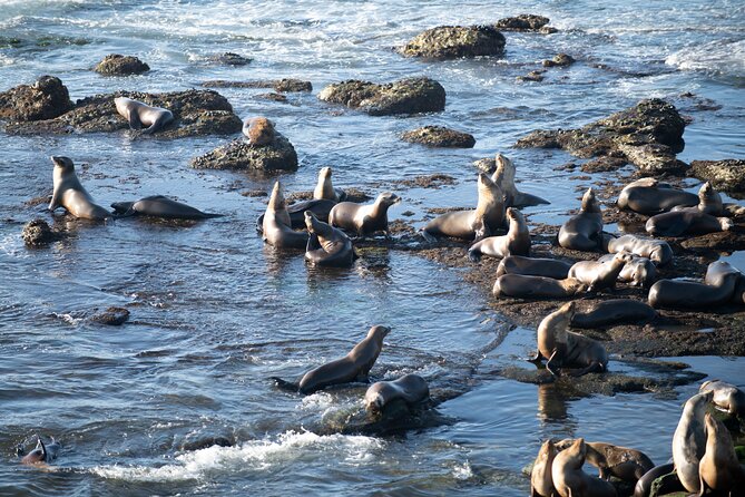 Kaikoura Day Trip From Christchurch (Small Group & Carbon Neutral) - Lunch and Local Cuisine