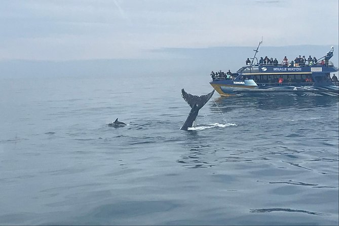 Kaikoura Day Trip - Whales Encounter - Tour Experience Highlights