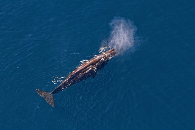 Kaikoura Helicopters Top N Tail Whale Watch Flight - Accessibility and Meeting Point