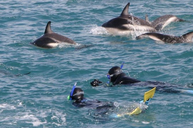 Kaikoura Swim With Dolphins Tour From Christchurch - Important Information to Know