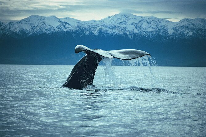 Kaikoura Whale and Dolphin Overnight Tour From Christchurch - Included Features
