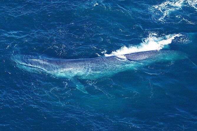 Kaikoura Whales - Meeting Point Information