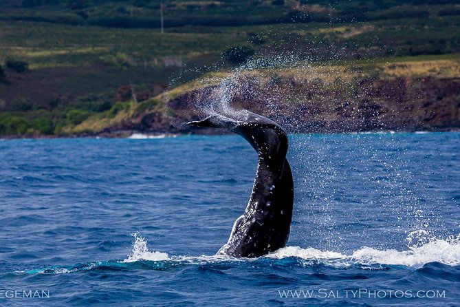 Kauais Ultimate SOUTH SIDE Whale & Dolphin Zodiac Boat Adventure - Customer Reviews and Insights