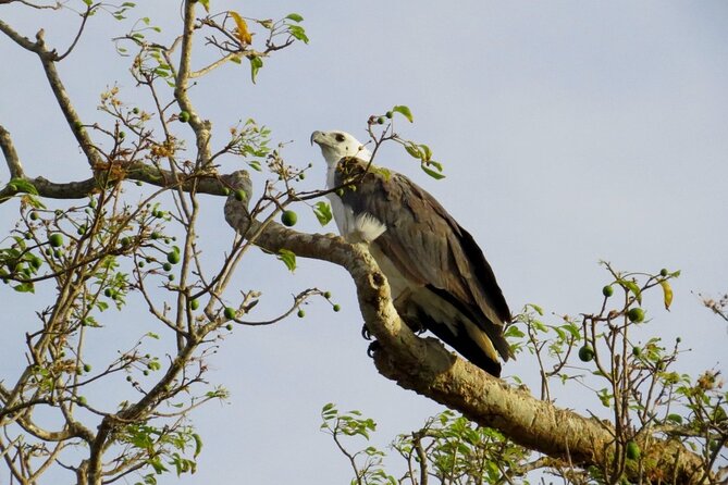 Kaudulla National Park Safari | Jeep With Tickets - Participant Guidelines