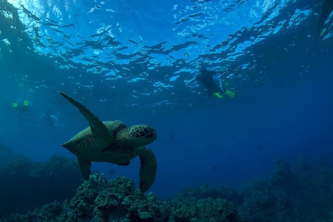 Kayak and Snorkel - South Shore Turtle - Inclusions for Participants