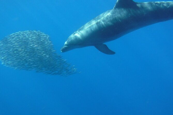 Kayak Route Along the Volcanic Coast in Tenerife South With Snorkeling - Tour Details