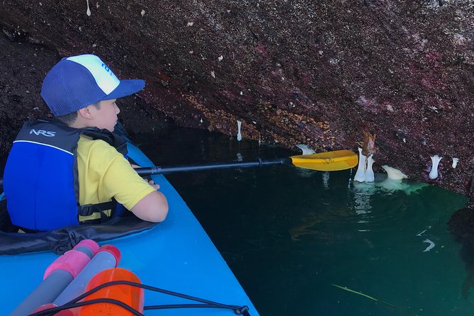 Kayaking in Deception Pass State Park - Wildlife Encounter Opportunities