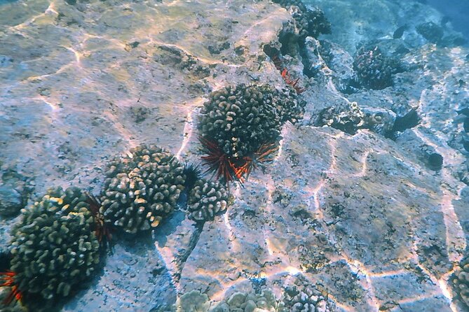 Kealakekua Bay Small-Group Snorkel Experience From Kailua-Kona - Whats Included in the Tour