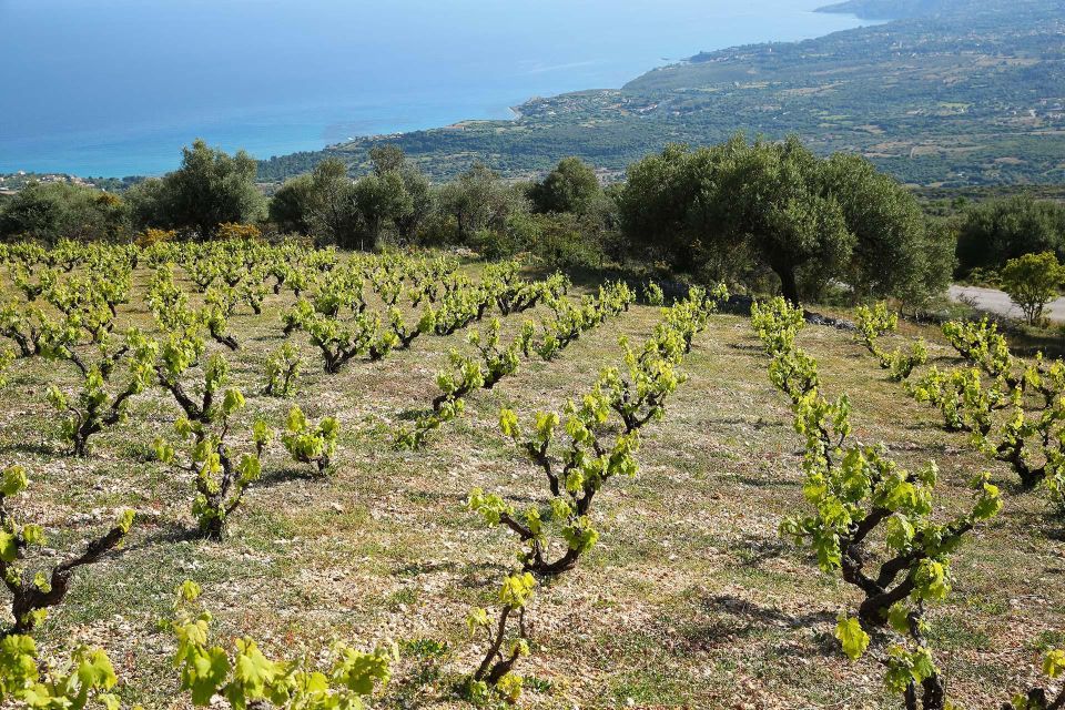 Kefalonia Wine Adventure in 3 Wineries With Tastings - Wine Experience and Tastings