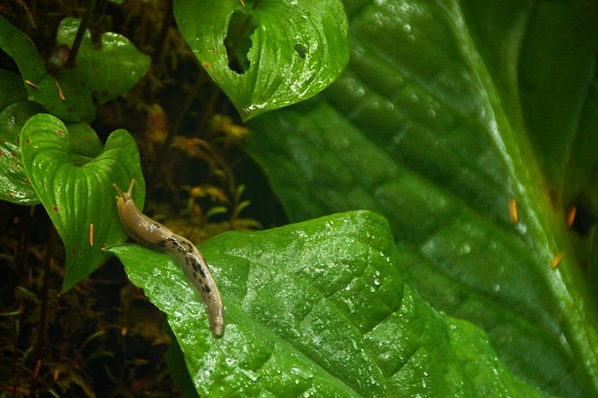 Ketchikan Rainforest Sanctuary and Totem Park - Wildlife and Natural Features