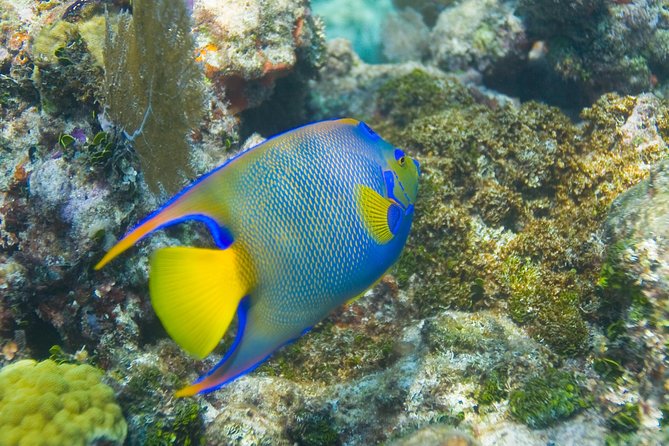 Key Largo Snorkeling Tour - Rental Mask, Fins and Vest INCLUDED - Tour Experience and Duration