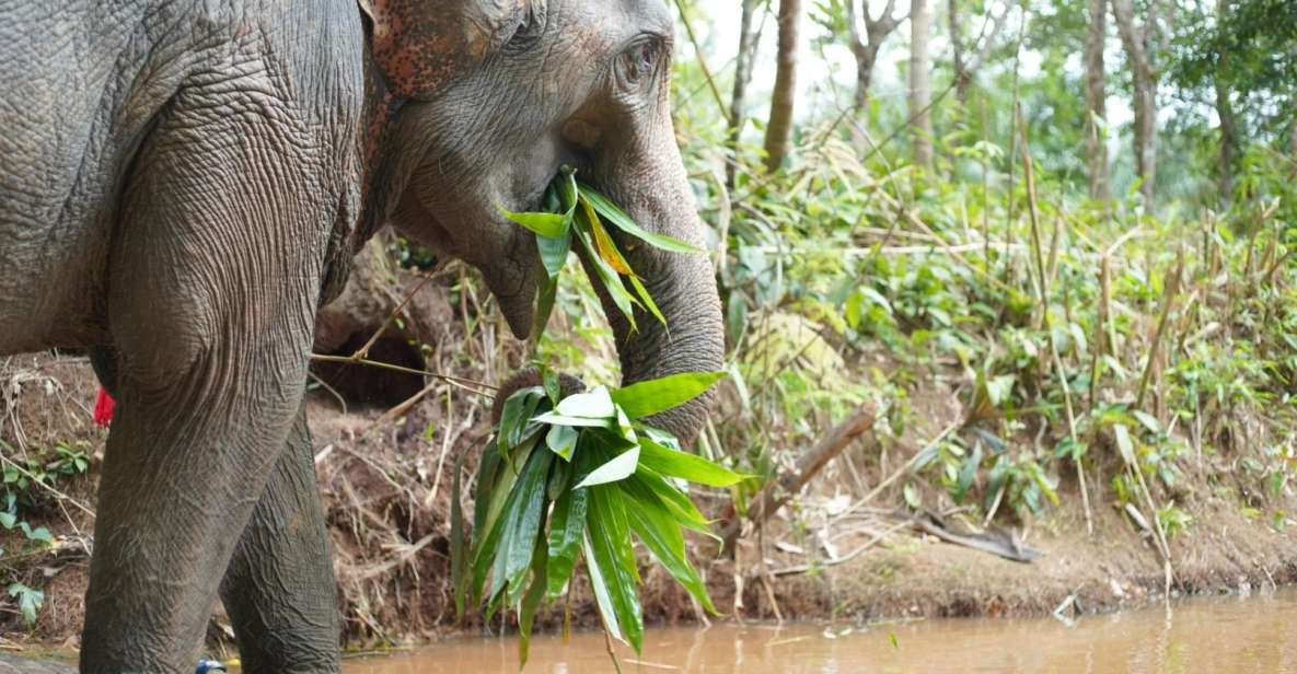 Khao Lak Ethical Elephant Sanctuary Overnight Program - Highlights