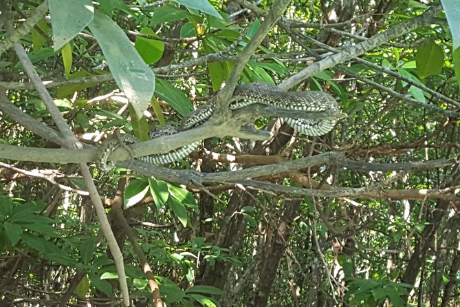 Khao Lak Mangrove Explorers - Booking and Logistics