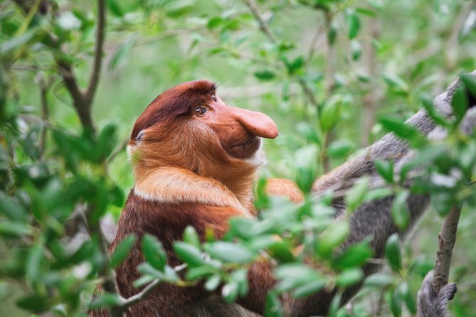 Klias Wildlife Safari River Cruise - Proboscis Monkey & Fireflies - Tour Itinerary and Schedule