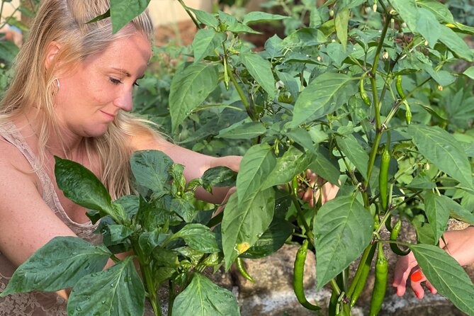 Koh Samui Jungle Kitchen - Half Day Cooking Class - Scheduled Operating Hours