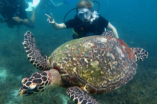 Koh Tao 2-Dive Day Trip From Koh Samui for Certified Divers - Pickup and Meeting Time