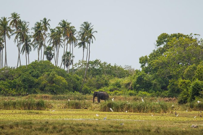 Kumana National Park Full Day Safari - Traditional Sri Lankan Lunch