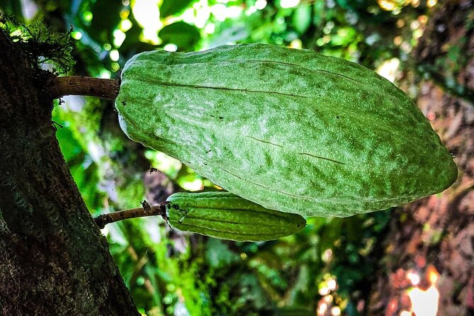 La Fortuna Eden Chocolate Tour - Tips for an Enjoyable Visit