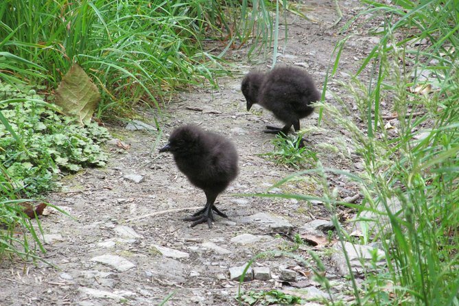 Lake Cruise & Mou Waho Island Nature Walk - Nature Walk Highlights