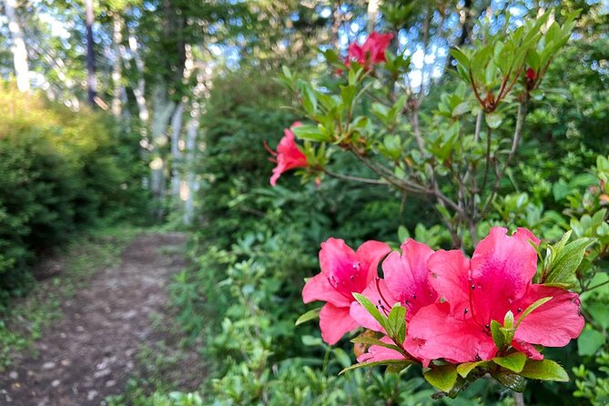 Lake Kawaguchiko Bike and Hike Tour - Participation Requirements