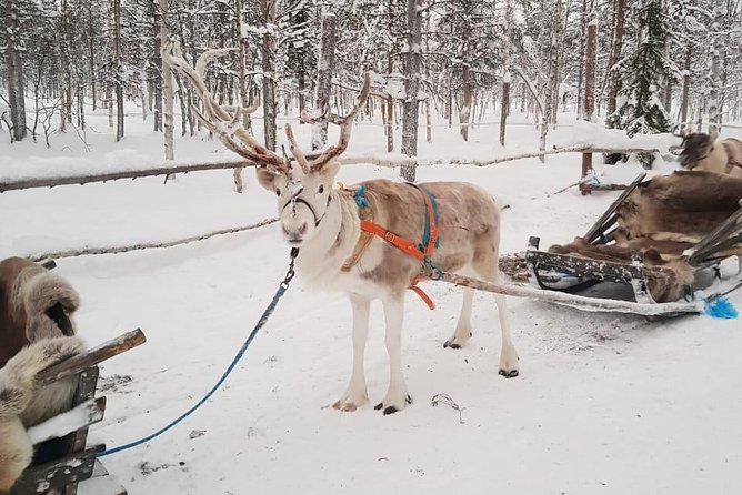 Lapland Reindeer and Husky Safari From Levi - Booking Details and Policies