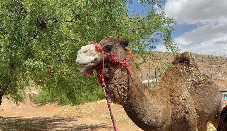 Las Vegas: Desert Camel Ride - Camel Safari Zoo