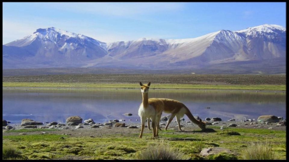 Lauca National Park and Chungara Lake - Inclusions and Amenities